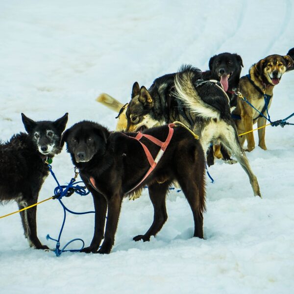 Dog sledding in Alaska